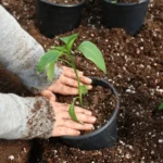 Small herb garden with potted plants and gardening tools.