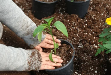 Small herb garden with potted plants and gardening tools.