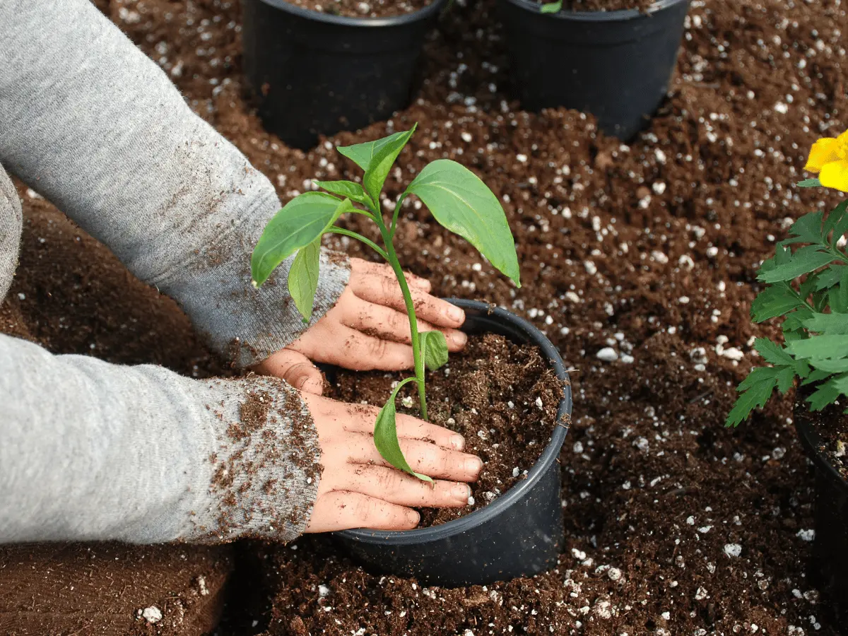 Small herb garden with potted plants and gardening tools.