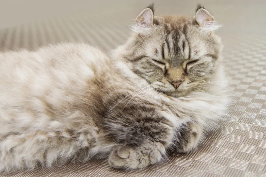 American Curl Kitten