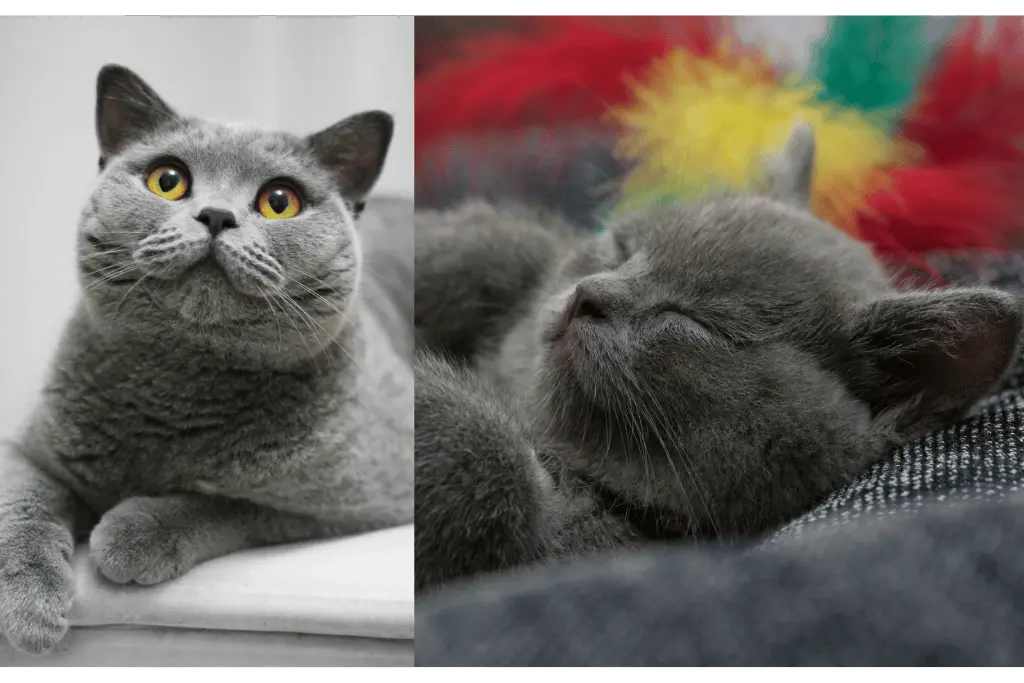 British Shorthair Kittens