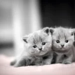 Top 10 Cutest Cats in World