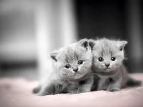 Top 10 Cutest Cats in World