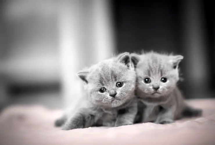 Top 10 Cutest Cats in World