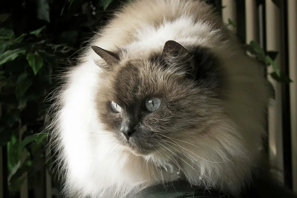 Himalayan Kitten