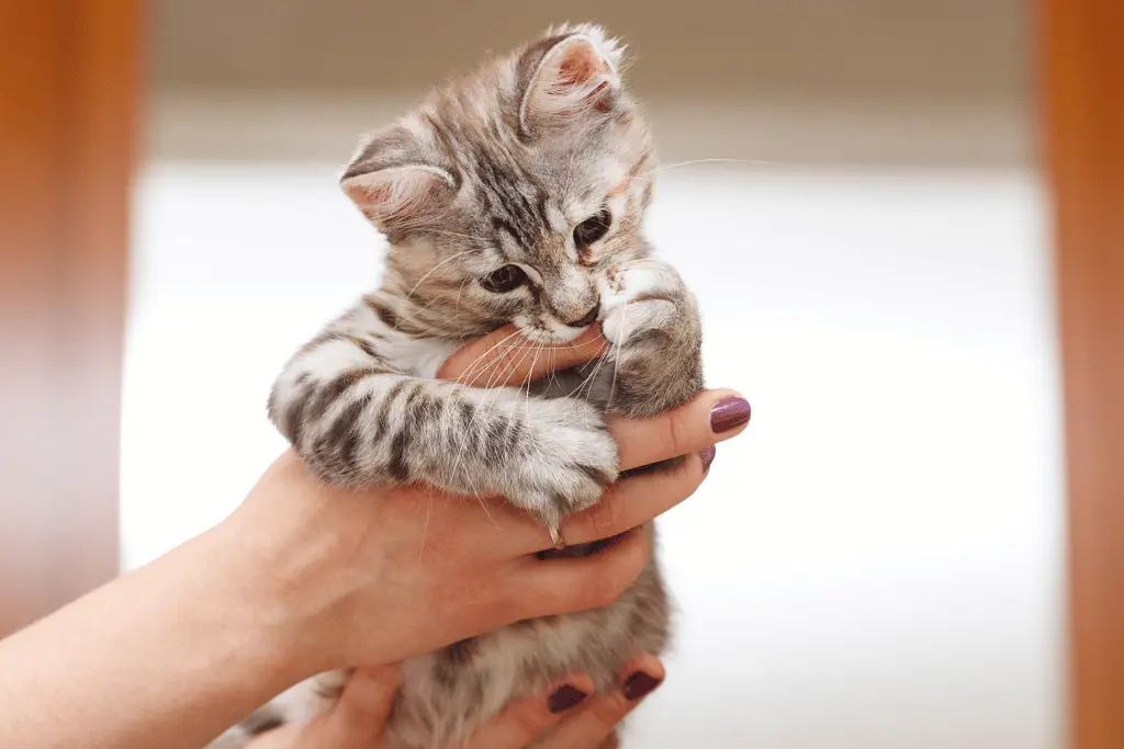  Japanese Bobtail Kitten