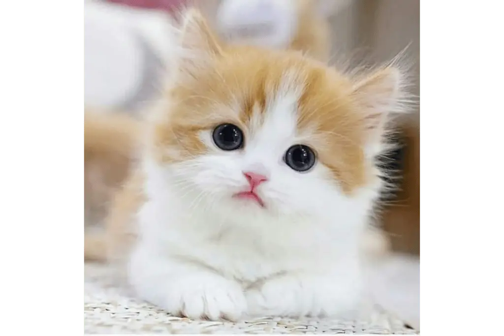 Top 10 Cutest Cats in World