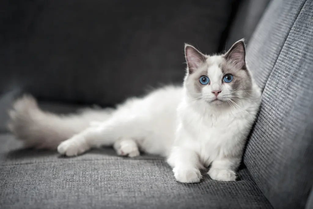 Ragdoll Kitten