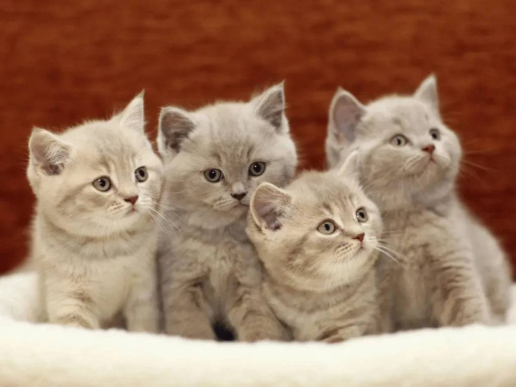 Top 10 Cutest Cats in the World