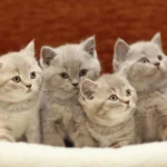 Top 10 Cutest Cats in the World