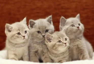 Top 10 Cutest Cats in the World