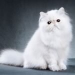 Why Persian Cats Are Known for Their Cute Looks and Fluffy Fur