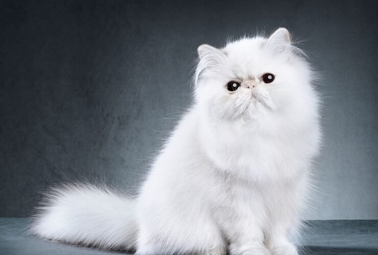 Why Persian Cats Are Known for Their Cute Looks and Fluffy Fur