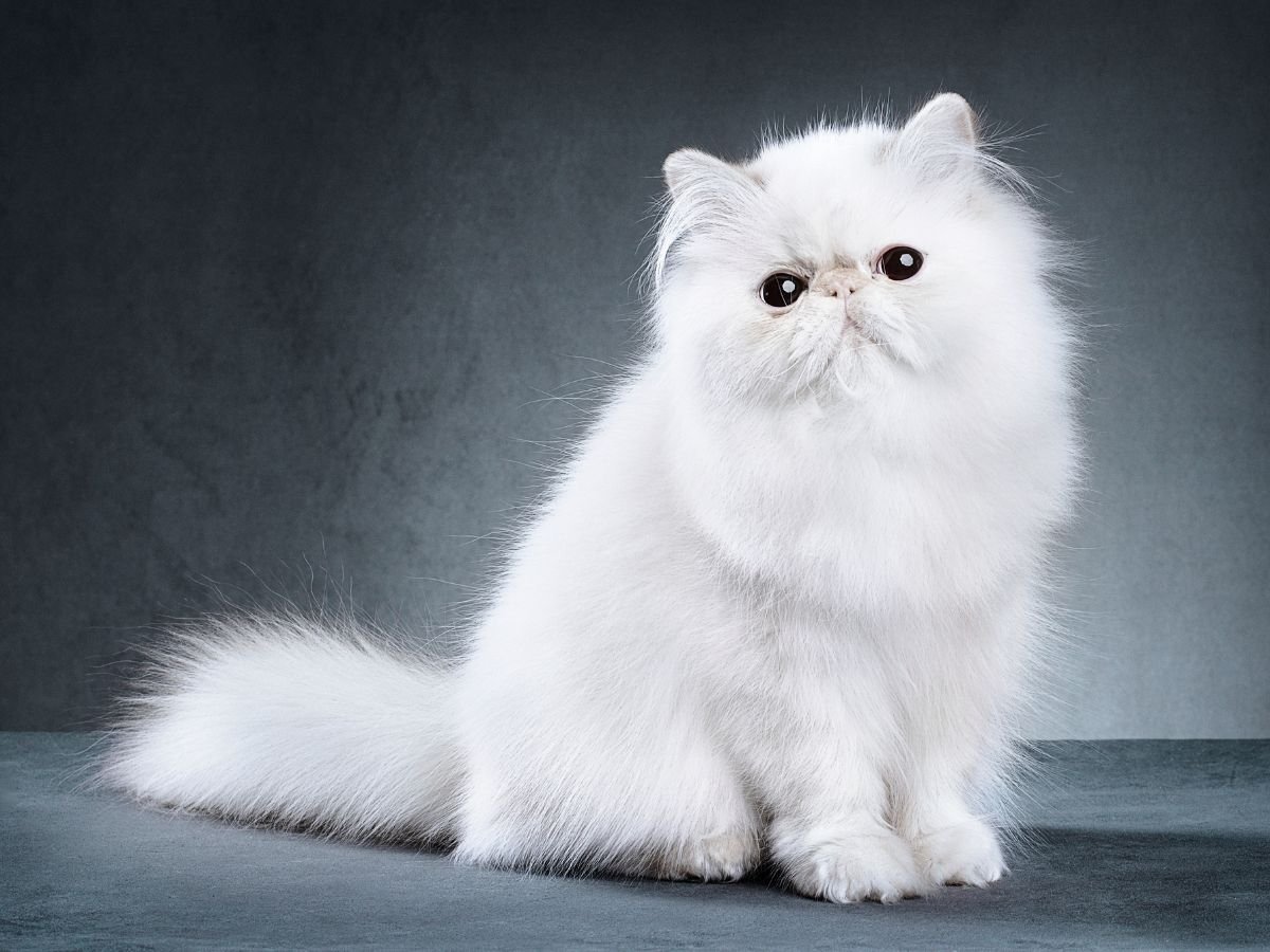 Why Persian Cats Are Known for Their Cute Looks and Fluffy Fur