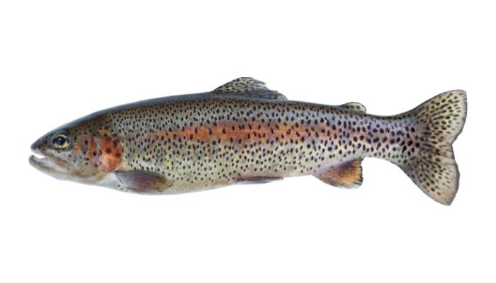 Rainbow Trout
