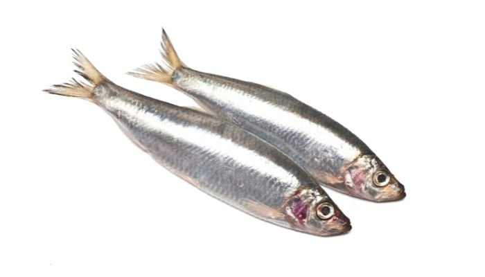 Sardines
